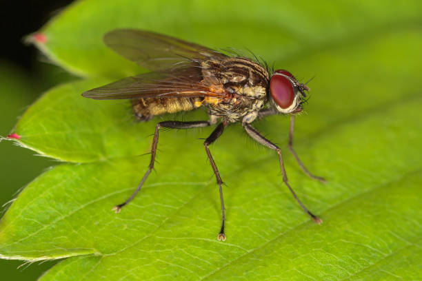 istock Close-up of insect fly on green leaf 1266849978