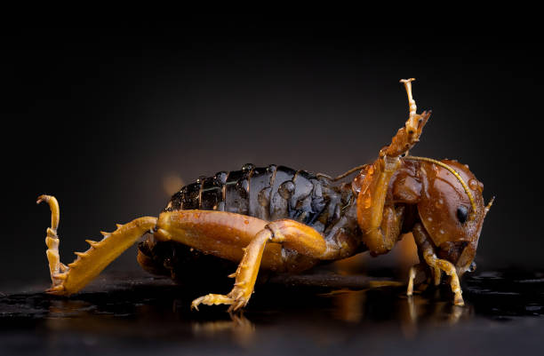 macro Photography of Jerusalems cricket