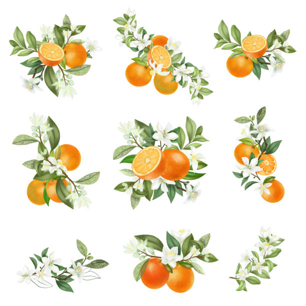 handgezeichnete sträuße und kompositionen von blühenden orangenbaumzweigen isoliert auf weißem hintergrund - orangenbaum blüte stock-grafiken, -clipart, -cartoons und -symbole