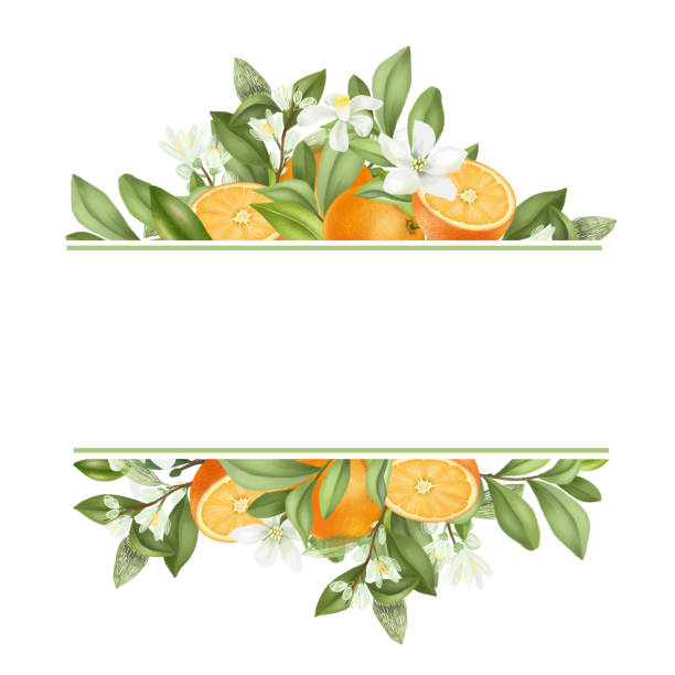 ilustraciones, imágenes clip art, dibujos animados e iconos de stock de marco de ramas de naranjos en flor dibujadas a mano, flores, naranjas sobre fondo blanco - orange blossom
