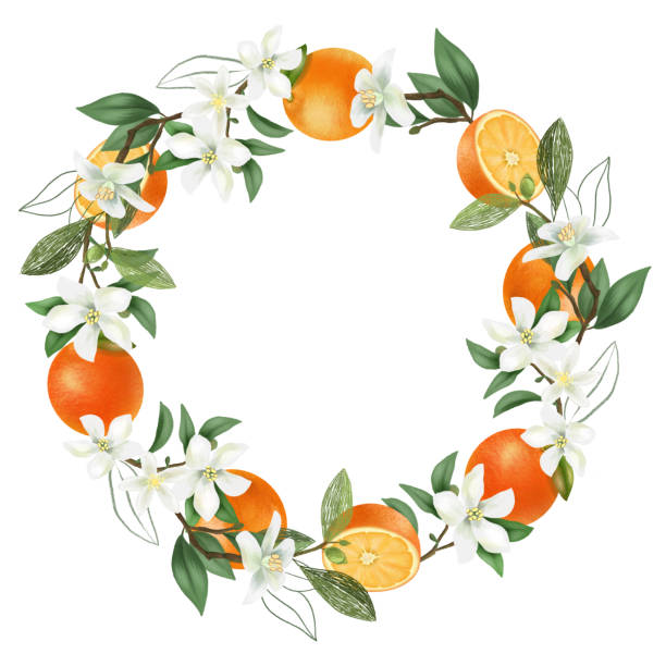 Wreath of hand drawn blooming orange tree branches, orange flowers and oranges, isolated illustration on a white background Wreath of hand drawn blooming orange tree branches, orange flowers and oranges, isolated illustration on a white background fruit borders stock illustrations
