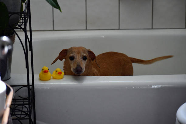 istock dashond excited to get shower 1266854947