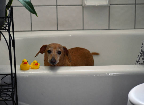 istock Old weenie dog in his bath 1266854952