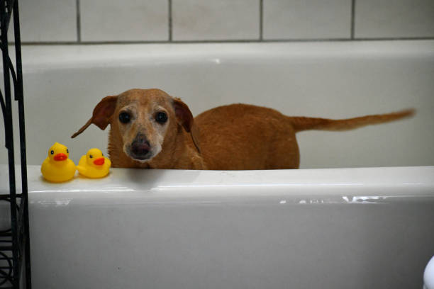 istock I'm ready for the shower are you 1266854970