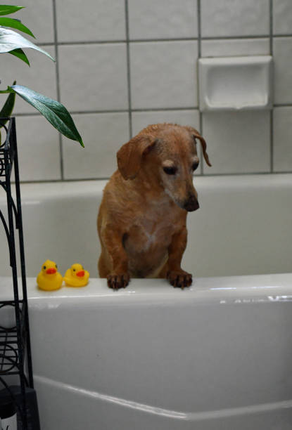 istock Is anybody coming to bathe me 1266854986