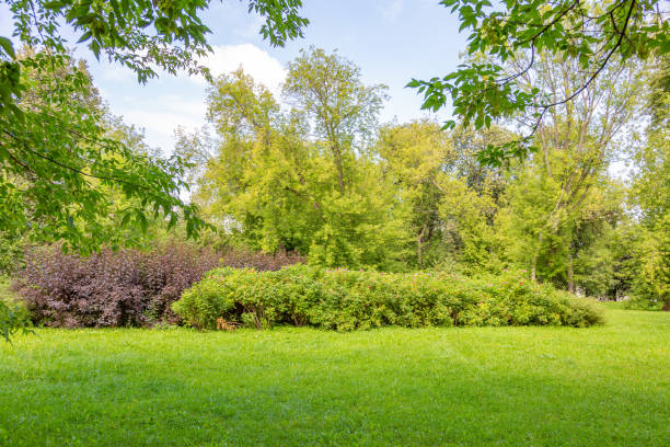 istock Green grass in city summer park 1266855768