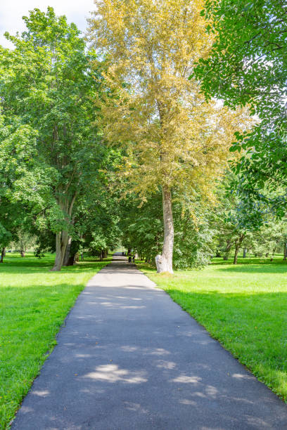 istock Green grass in city summer park 1266855769