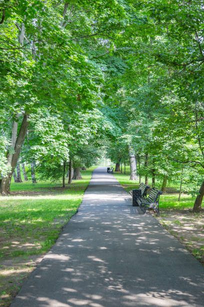 istock Green grass in city summer park 1266855771