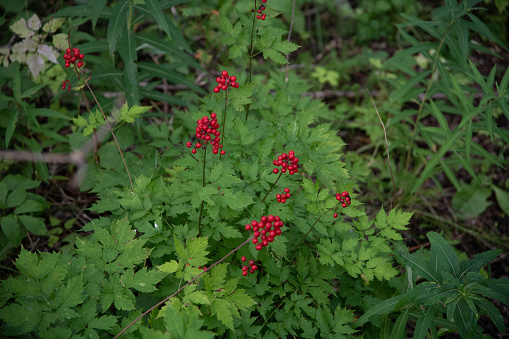 Wild red berries in Alaska on Kenai peninsula