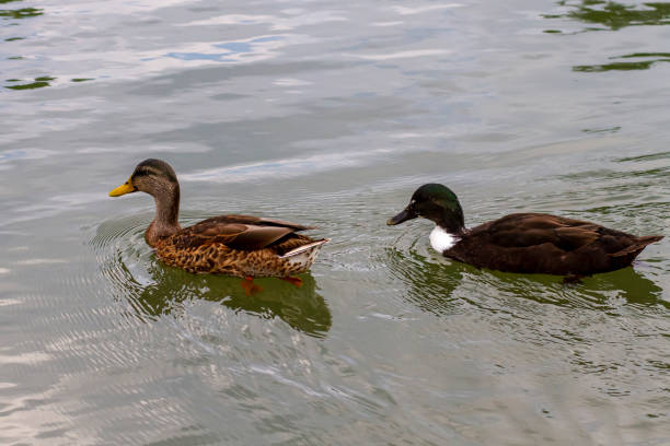 istock Ducks swimming on creek together 1266857130