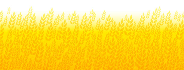 Wheat Grain Harvest Field Abstract Background Border Wheat field abstract border yellow golden grain fall autumn harvest background border pattern design. field stubble stock illustrations