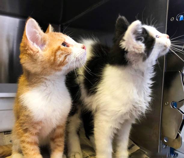 istock Rescue Kittens in a Shelter 1266859669