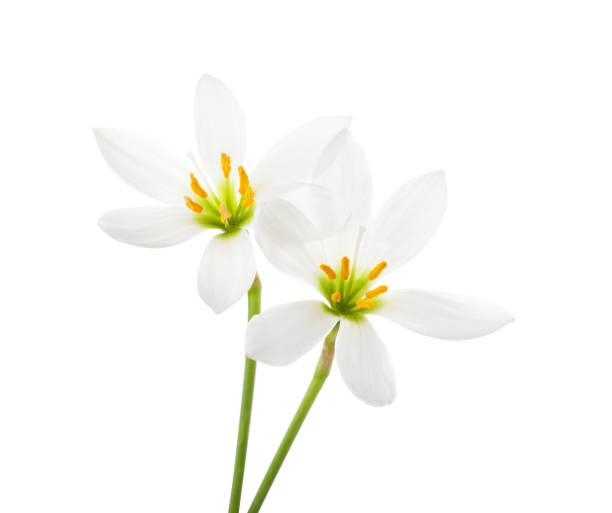 due gigli bianchi isolati su sfondo bianco. candida zephyranthes - zephyranthes lily foto e immagini stock