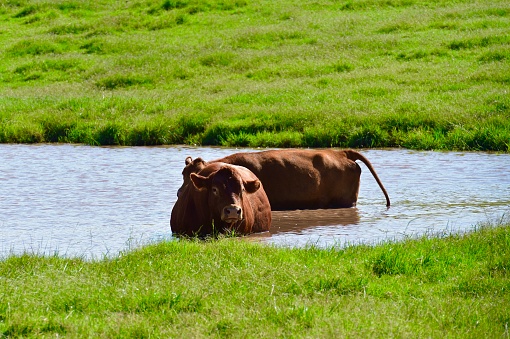 Cattle cooling off on a hot summer day beside a water hole