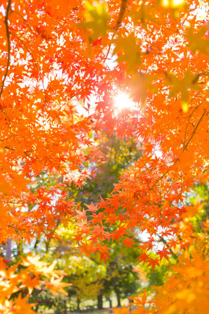 herbstszenen - nature environmental conservation red japanese maple stock-fotos und bilder