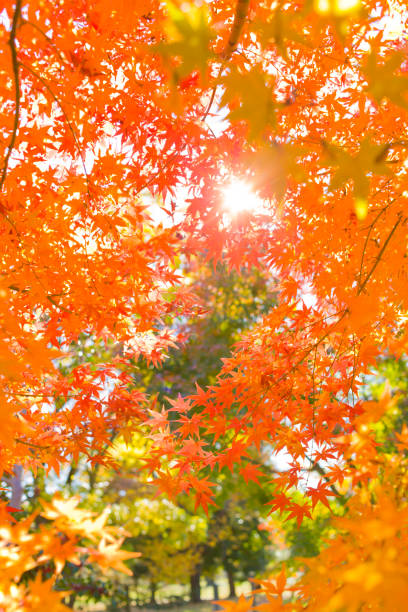 紅葉 - nature environmental conservation red japanese maple ストックフォトと画像