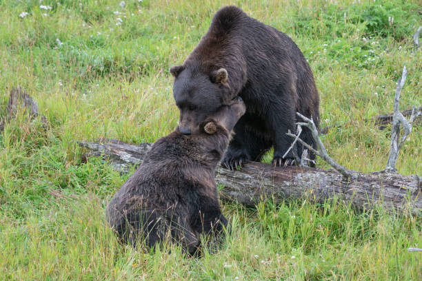 istock Grizzly bears play fighting 1266865001