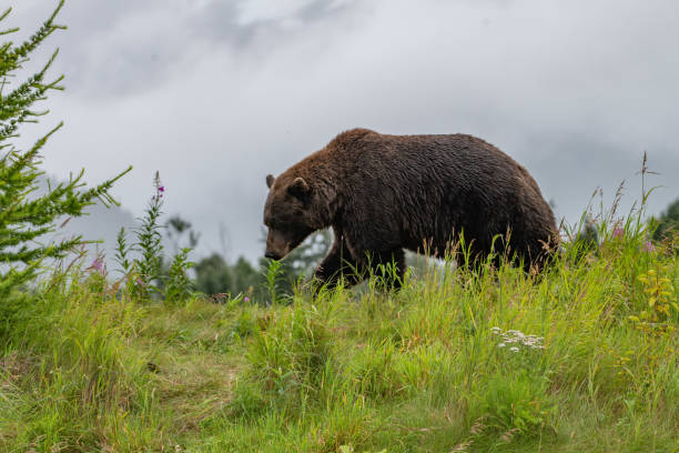 istock Grizzly bear on a hill top with flowers, clouds, mountains 1266865030