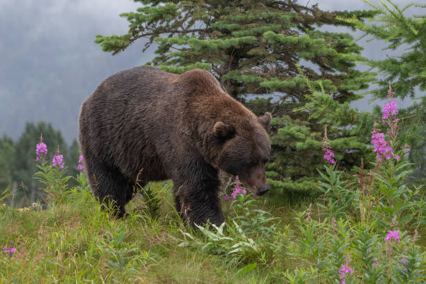 istock Grizzly bear on a hill top with flowers, clouds, mountains 1266865109