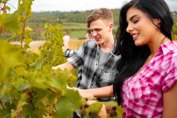 istock Young beautiful people working in vineyard 1266865785