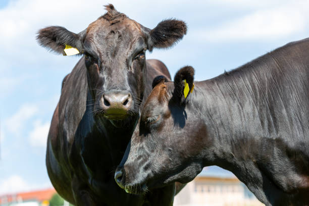 istock A Wagyu cow stands on a green meadow 1266865868