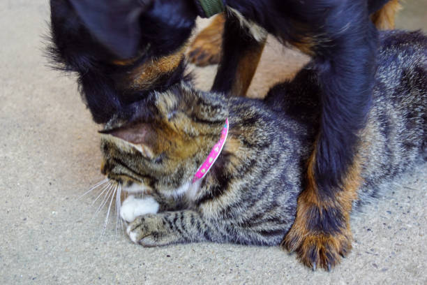 istock Dog and cat together in love 1266866083