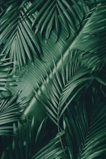 istock abstract green leaf texture, nature background, tropical leaf 1266866889
