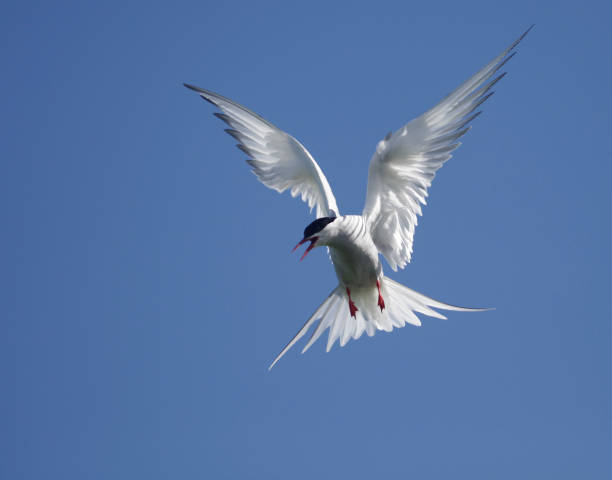 북극 테른, 스테나 파라디사에아, 맑고 푸른 하늘에 공중에 떠있는 동안 호출. - tern bird arctic tern nature 뉴스 사진 이미지