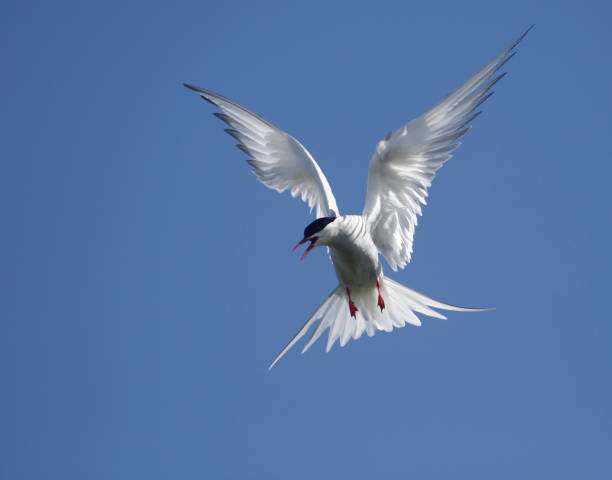 istock An Arctic Tern, Sterna paradisaea, calling while hovering in mid-air against a clear, blue sky. 1266867528