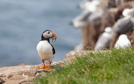 An Atlantic Puffin, Fratercula arctica, with a beakful of Sandeels, standing on the edge of a cliff on Staple Island off Northumbria, England, with out of focus nesting Kittiwakes in the background