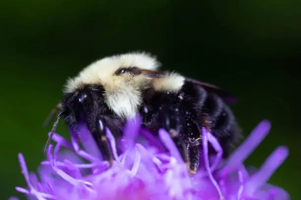 Photo of Bumblebee Pollinating a Flower