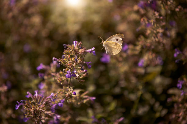 Butterfly in a Garden stock photo