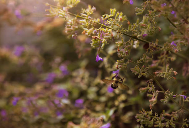 A bumble bee in a flower garden. stock photo