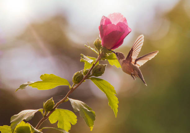 Hummingbird and Rose of Sharon stock photo