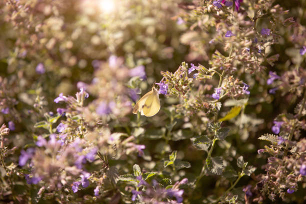 Butterfly in a Garden stock photo