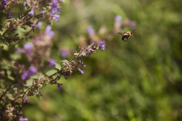 Bumble Bee in a Garden stock photo