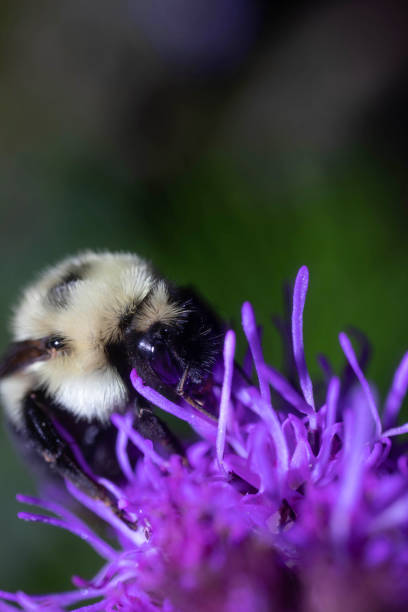 Bumblebee Pollinating a Flower stock photo