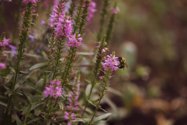 Bumble Bee on Pink Salvia stock photo