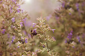hummel-im-garten.jpg?b=1&s=170x170&k=20&c=yFCEKm7pV8QlzbKGhaojfa_IRmO4DAxoqzo_lQXiHqU=