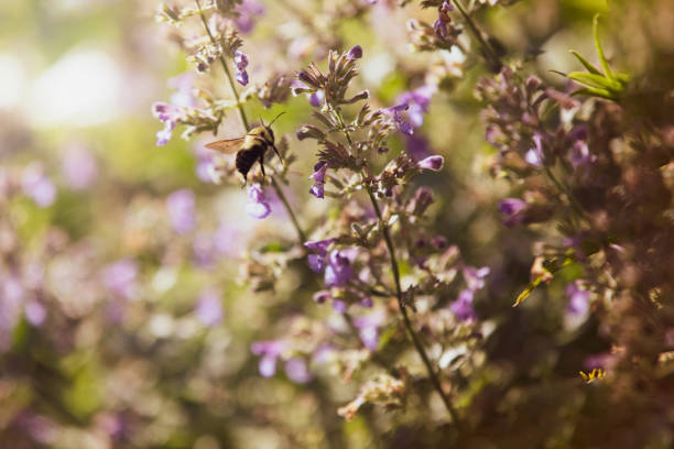 Bee on a Catmint Flower stock photo