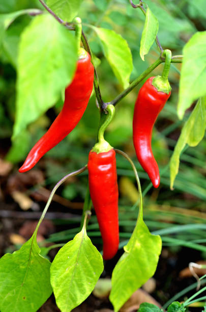 istock Capsicum Annuum Bird Eye also known as Rawit pepper. Close-up. 1266868421
