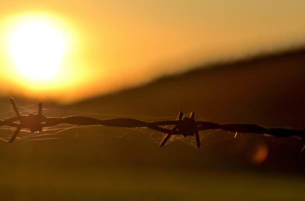 Rusty barbed wire at sunset symbolizing oppression, totalitarianism and war conflict