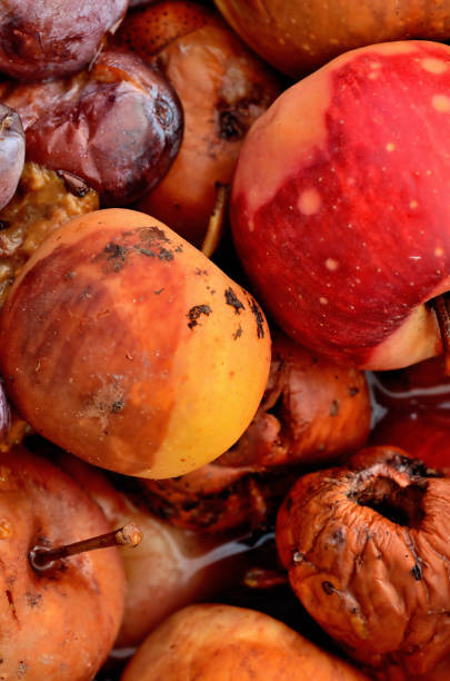 istock Overripe apples and plums ready for fermentation for making alcohol. Vertical photo. 1266868425