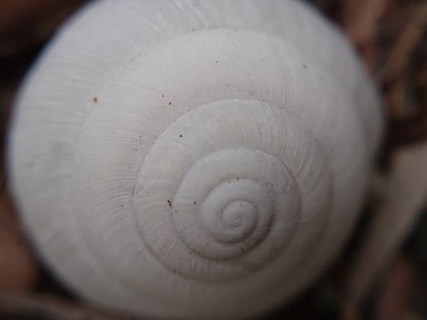 istock bintan, indonesia, August 18, 2020 photography for a beautiful white clam shell 1266870094
