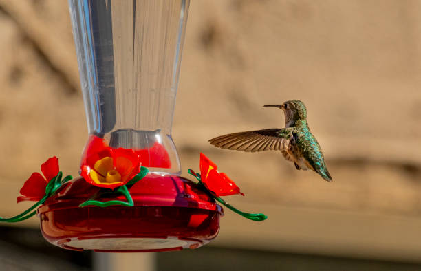 istock Colorful Hummingbird flying to a feeder 1266870785