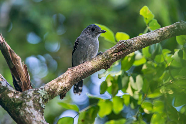 Variable Antshrike Male photographed in Viana, Espirito Santo. Southeast of Brazil. Variable Antshrike Male photographed in Viana, Espirito Santo. Southeast of Brazil. Atlantic Forest Biome. Picture made in 2016. oviparity stock pictures, royalty-free photos & images