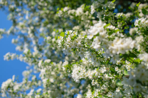 Branch of a blossoming apple tree in white flowers against the sky