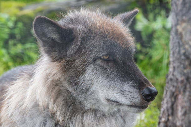 istock Grey wolf portrait with yellow eyes 1266876078