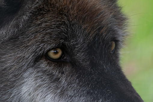 Grey wolf eyes and face