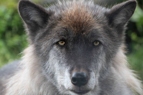 istock Grey wolf portrait with yellow eyes 1266876253